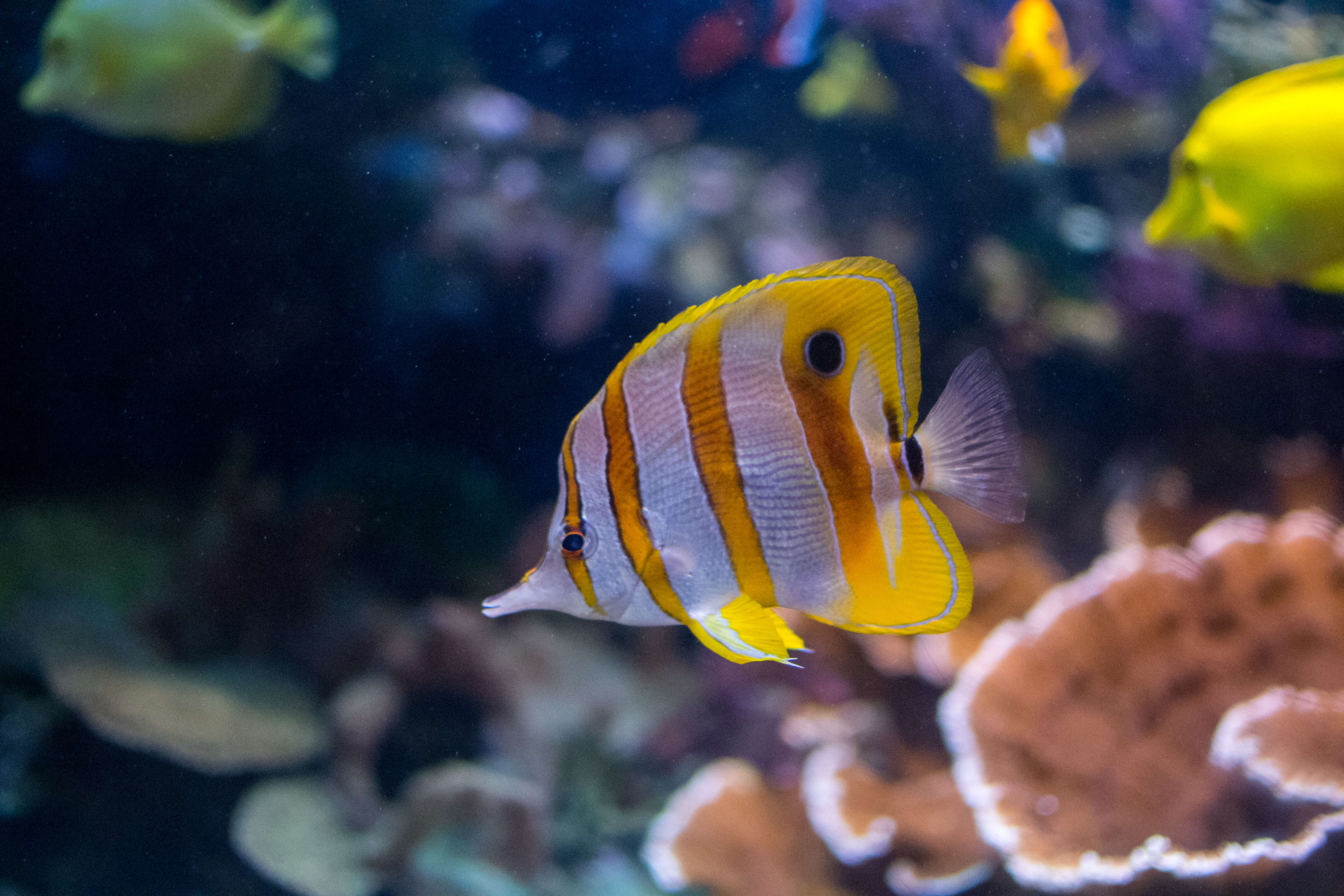 Image of Banded Longsnout Butterflyfish