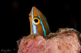 Image of Bluestriped Blenny