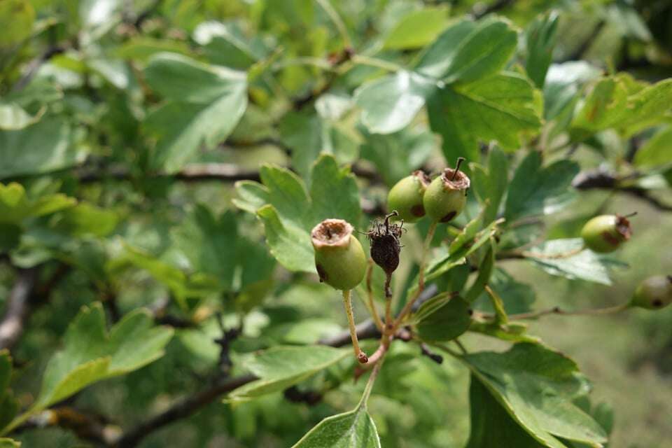 Image of Small-flowered Black Hawthorn