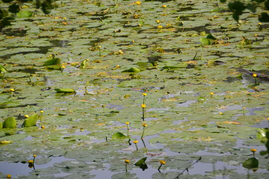 Image de Nénuphar Jaune