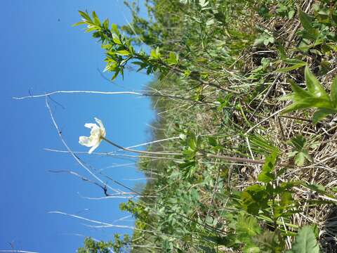 Image of Snowdrop Anemone