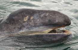 Image of gray whales