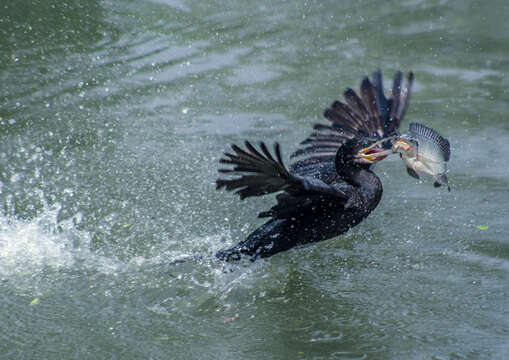 Image of Neotropic Cormorant