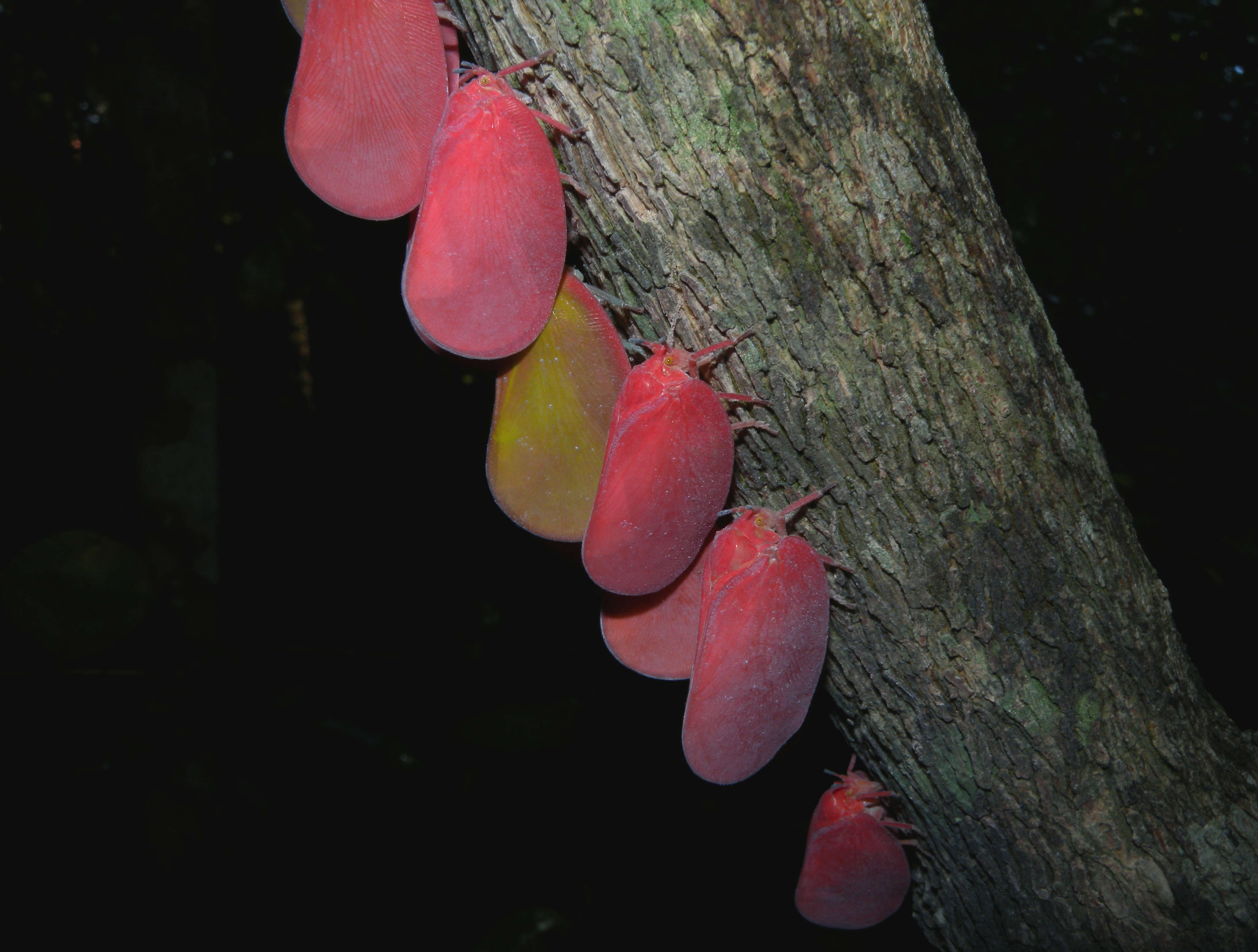 Image of Phromnia rosea