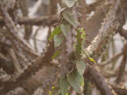 Image of Indian spurgetree