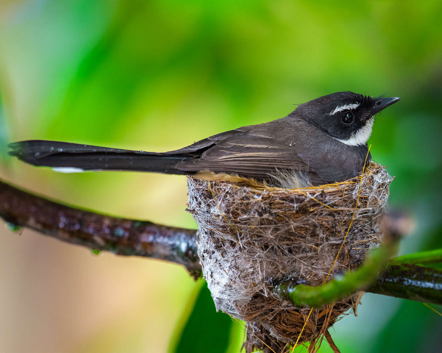 Image of Philippine Pied Fantail