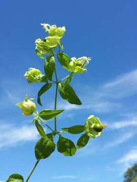 Image of Silene baccifera (L.) Roth