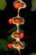 Image of Common Coral tree