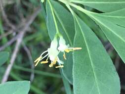 Lonicera oblongifolia (Goldie) Hook.的圖片