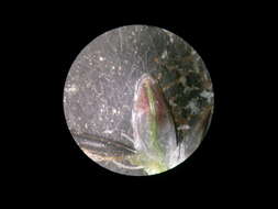 صورة Eleocharis cylindrostachys Boeckeler