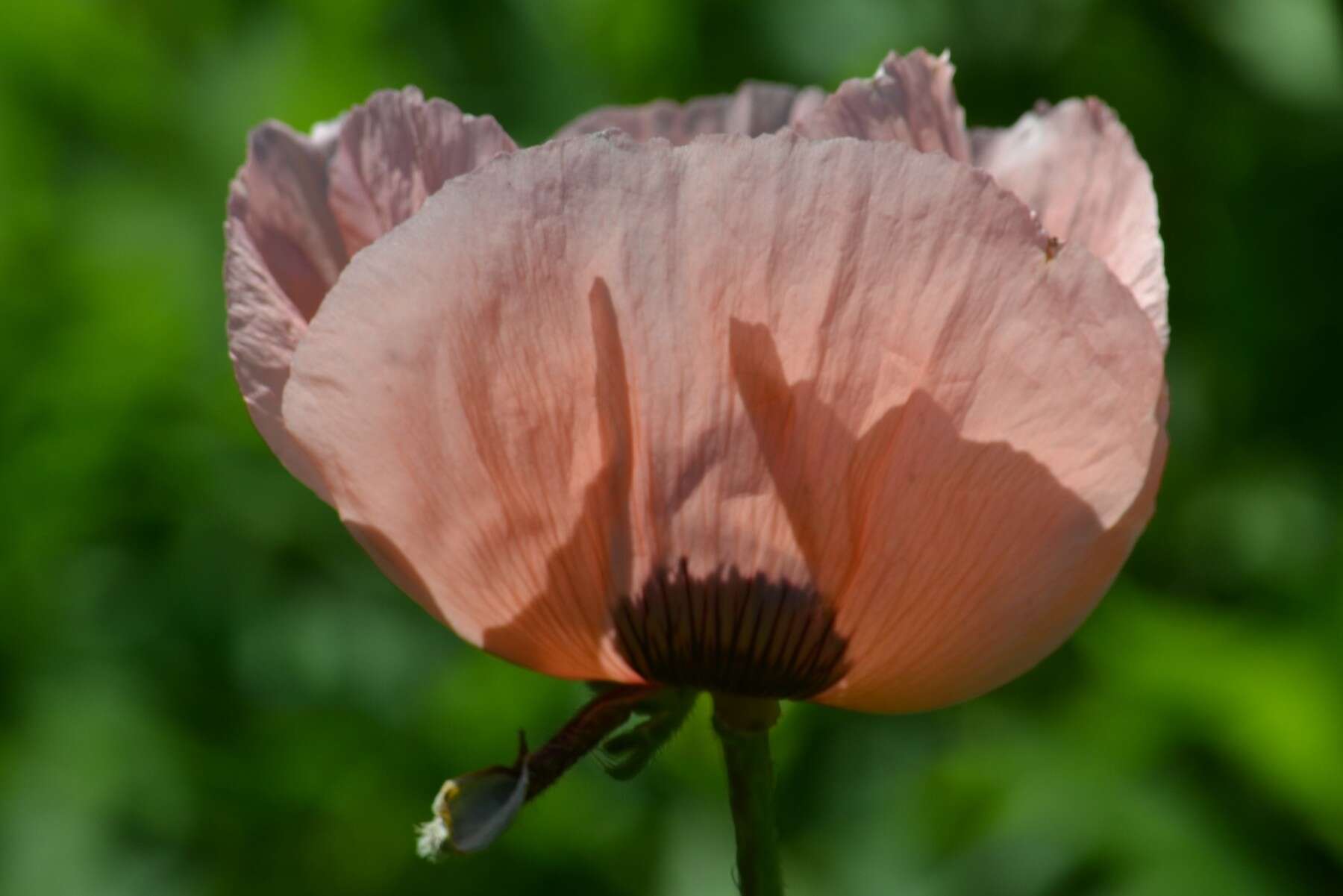 Image of Oriental poppy