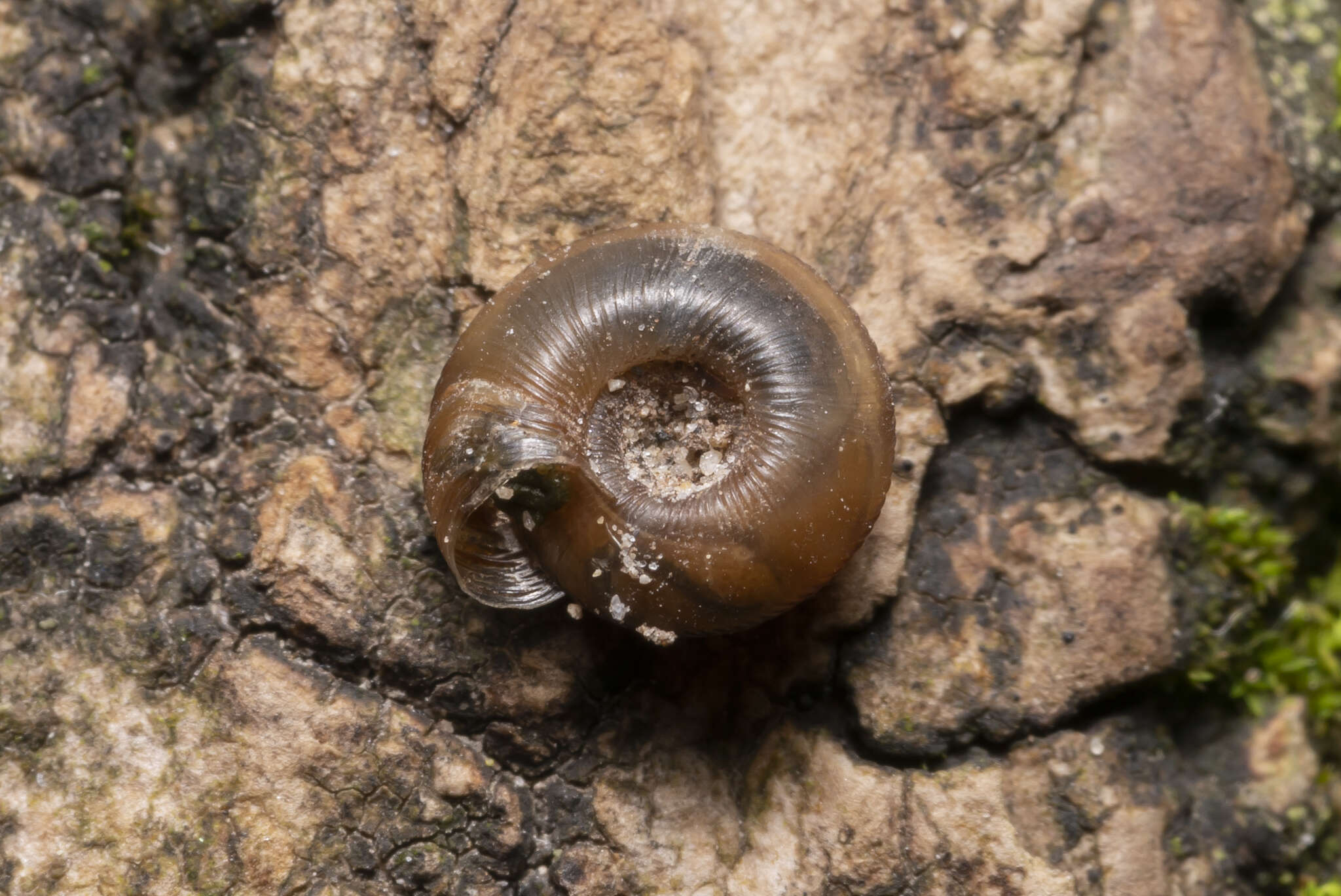 Image of rounded snail