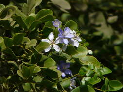 Image of Lignum Vitae