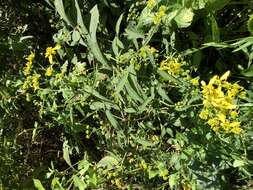 Image of wingstem