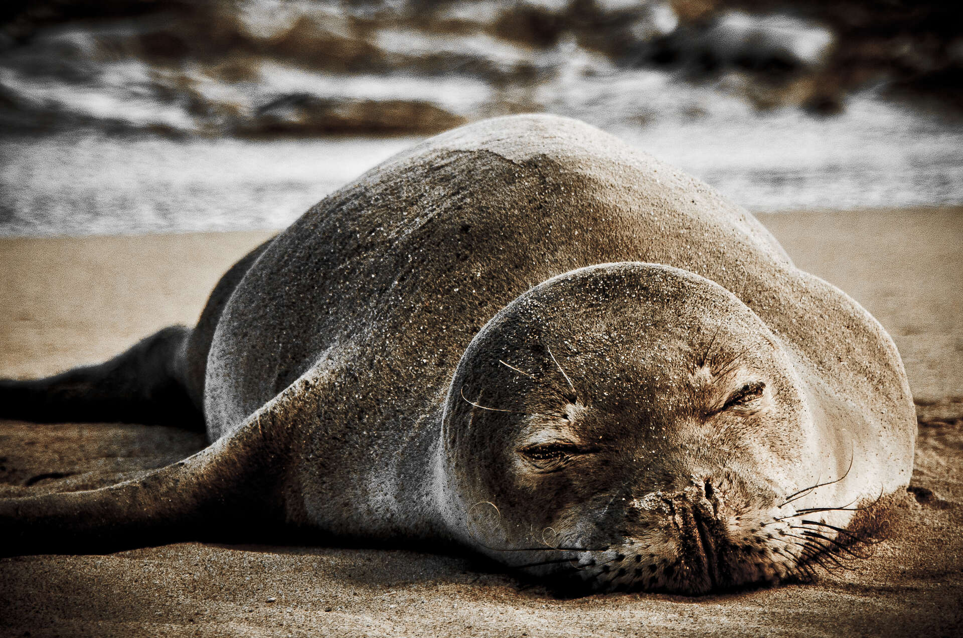 Image of Hawaiian Monk Seal