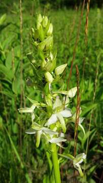 Image of lesser butterfly-orchid