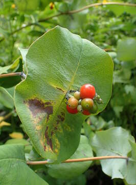 Image of grape honeysuckle