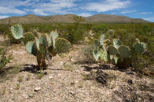 Image of Dollar-joint Prickly-pear