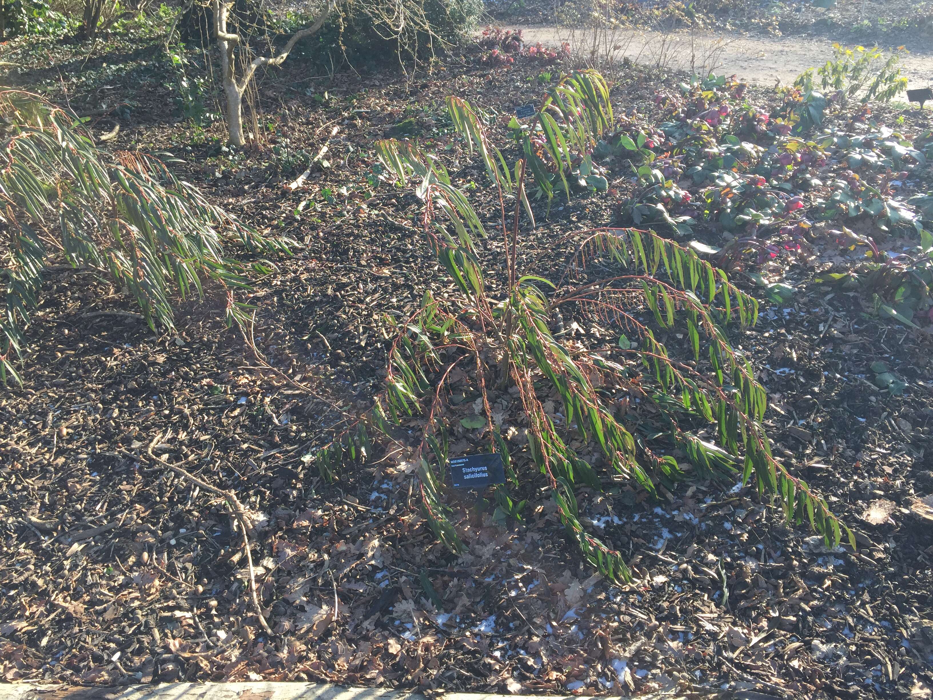 Image de Stachyurus