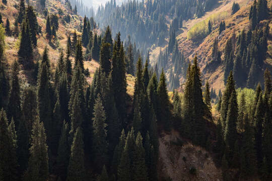 Picea schrenkiana Fisch. & C. A. Mey. resmi