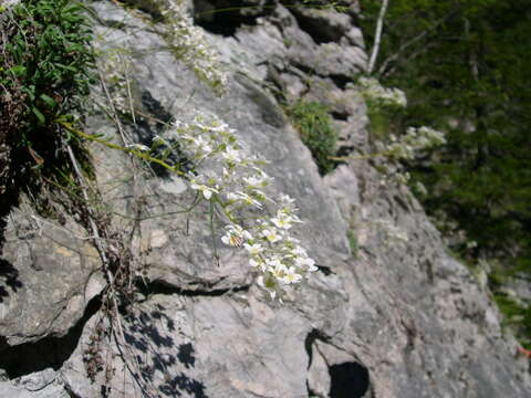 Image of Saxifraga callosa Sm.