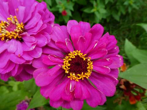 Image of ELEGANT ZINNIA