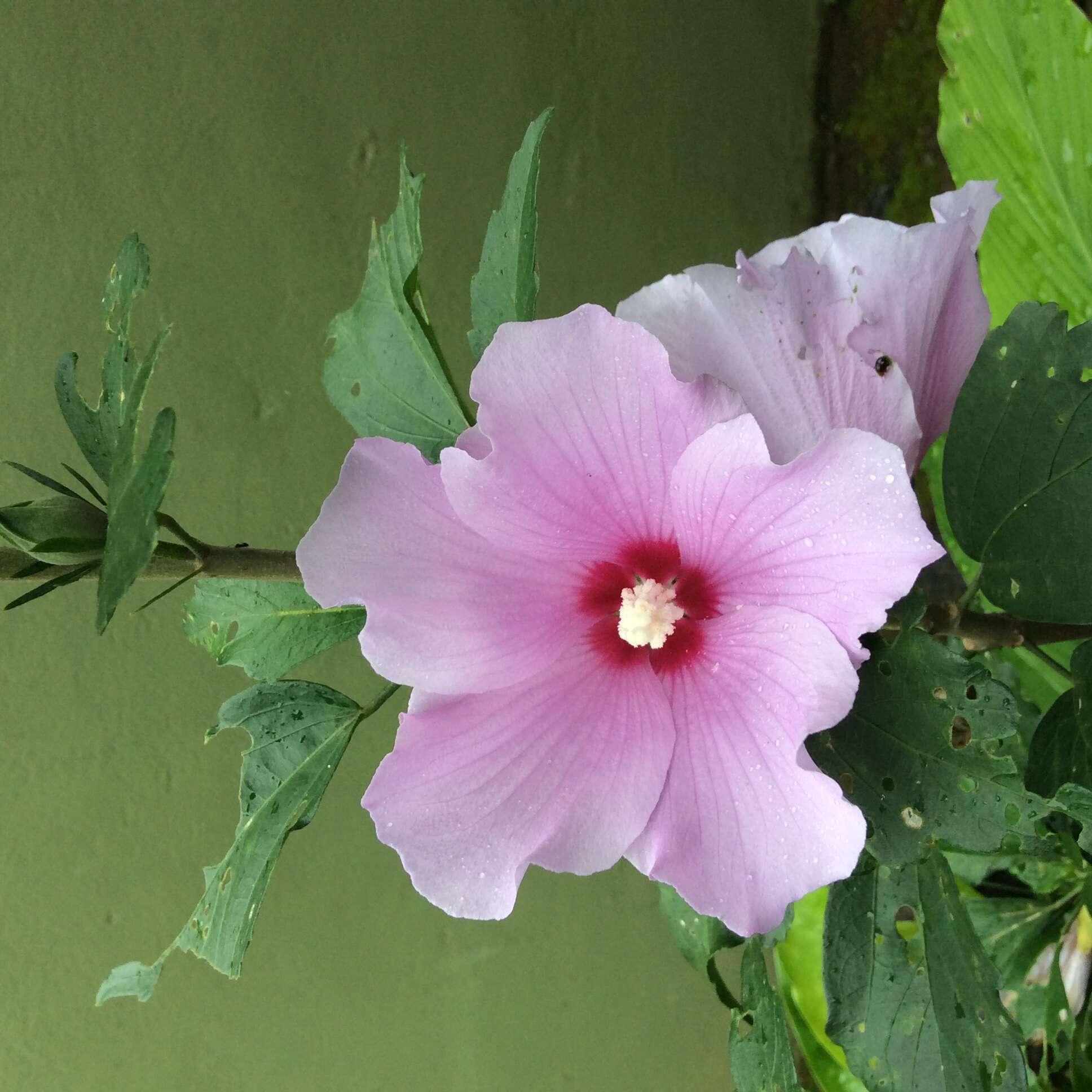 Imagem de Hibiscus syriacus L.