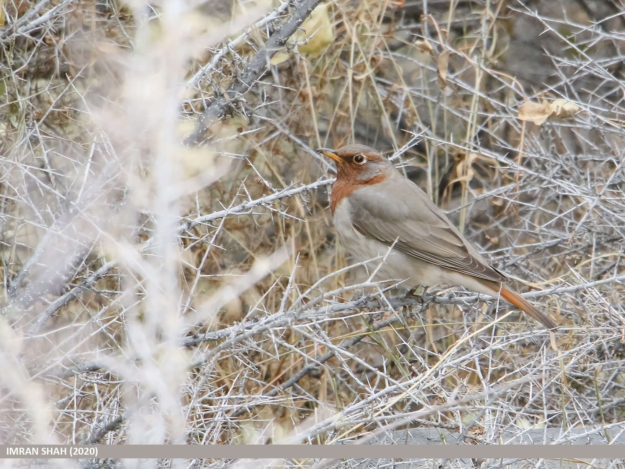 Image of Black-throated Thrush