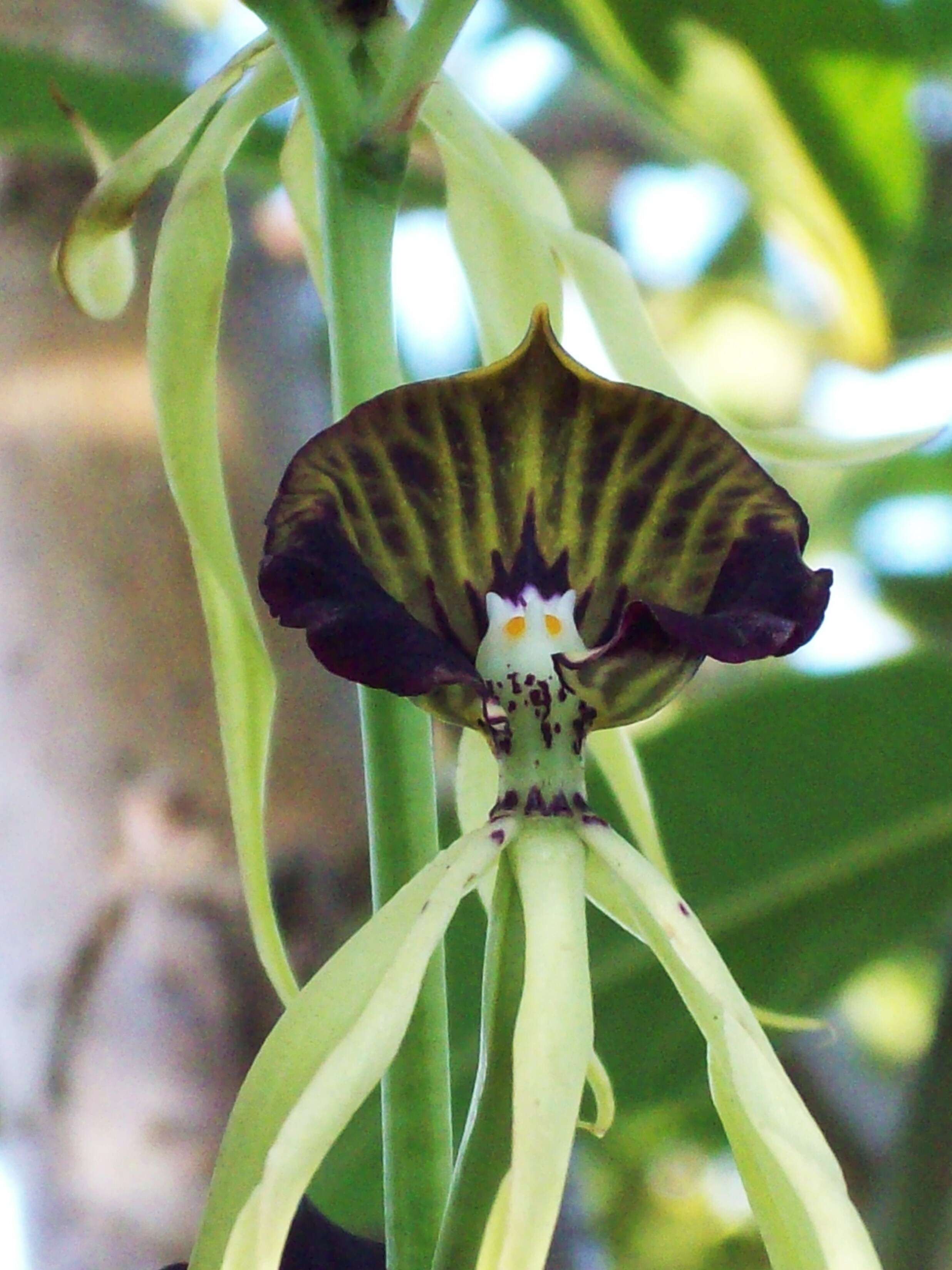 Слика од Prosthechea cochleata (L.) W. E. Higgins