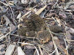 Image of Morchella importuna M. Kuo, O'Donnell & T. J. Volk 2012