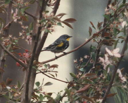 Image of Audubon's Warbler