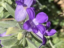 صورة Eremophila hygrophana Chinnock