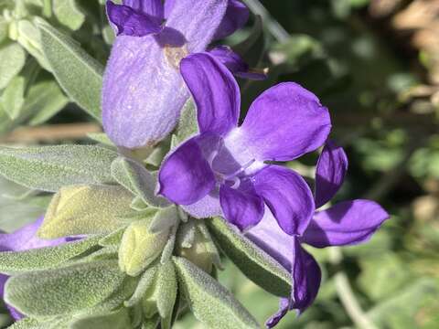 Image of Eremophila hygrophana Chinnock