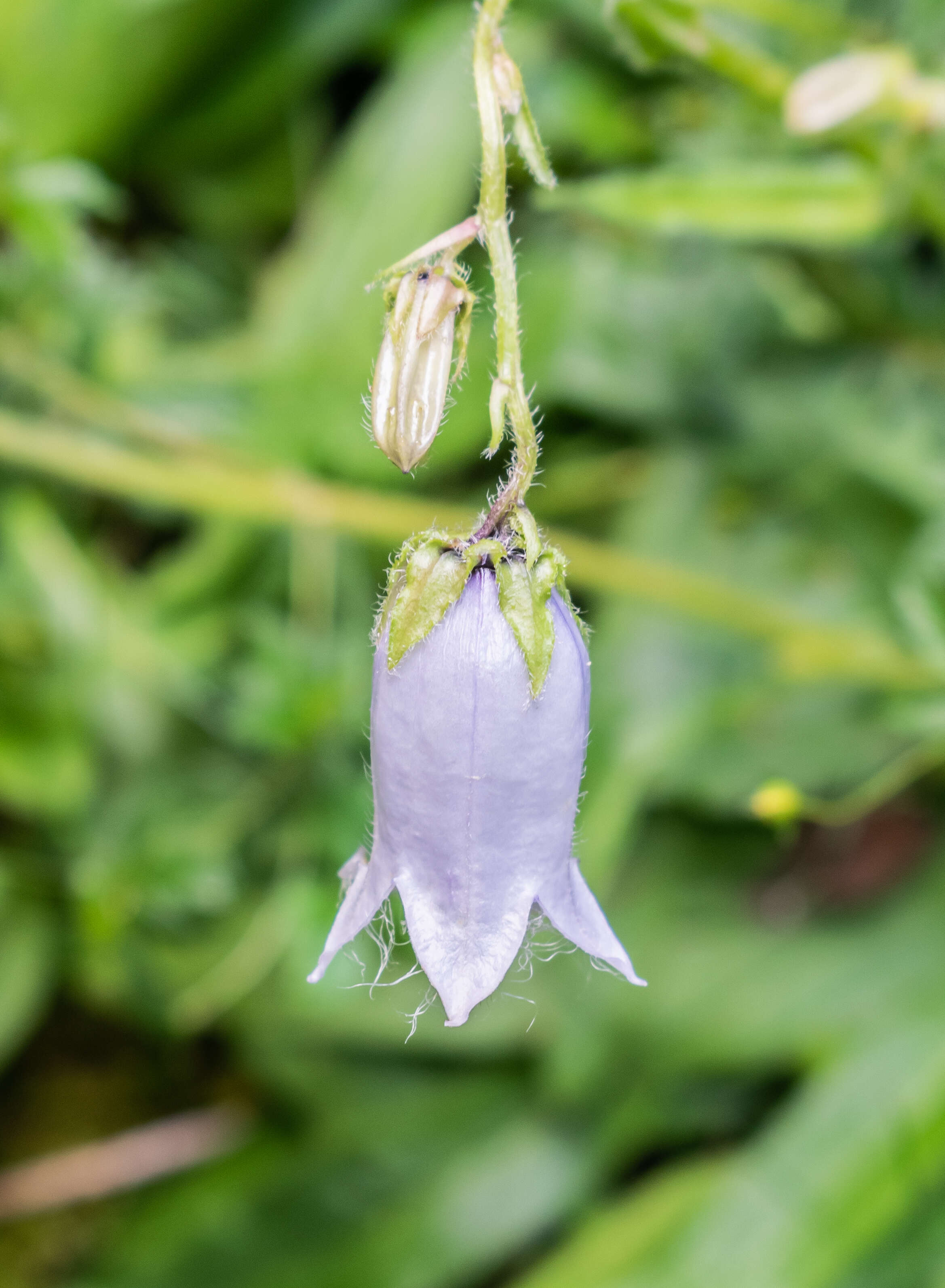 Image of Bearded Bellflower