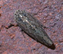 Image of Paraphlepsius