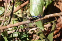 Image of blue marsh hawk