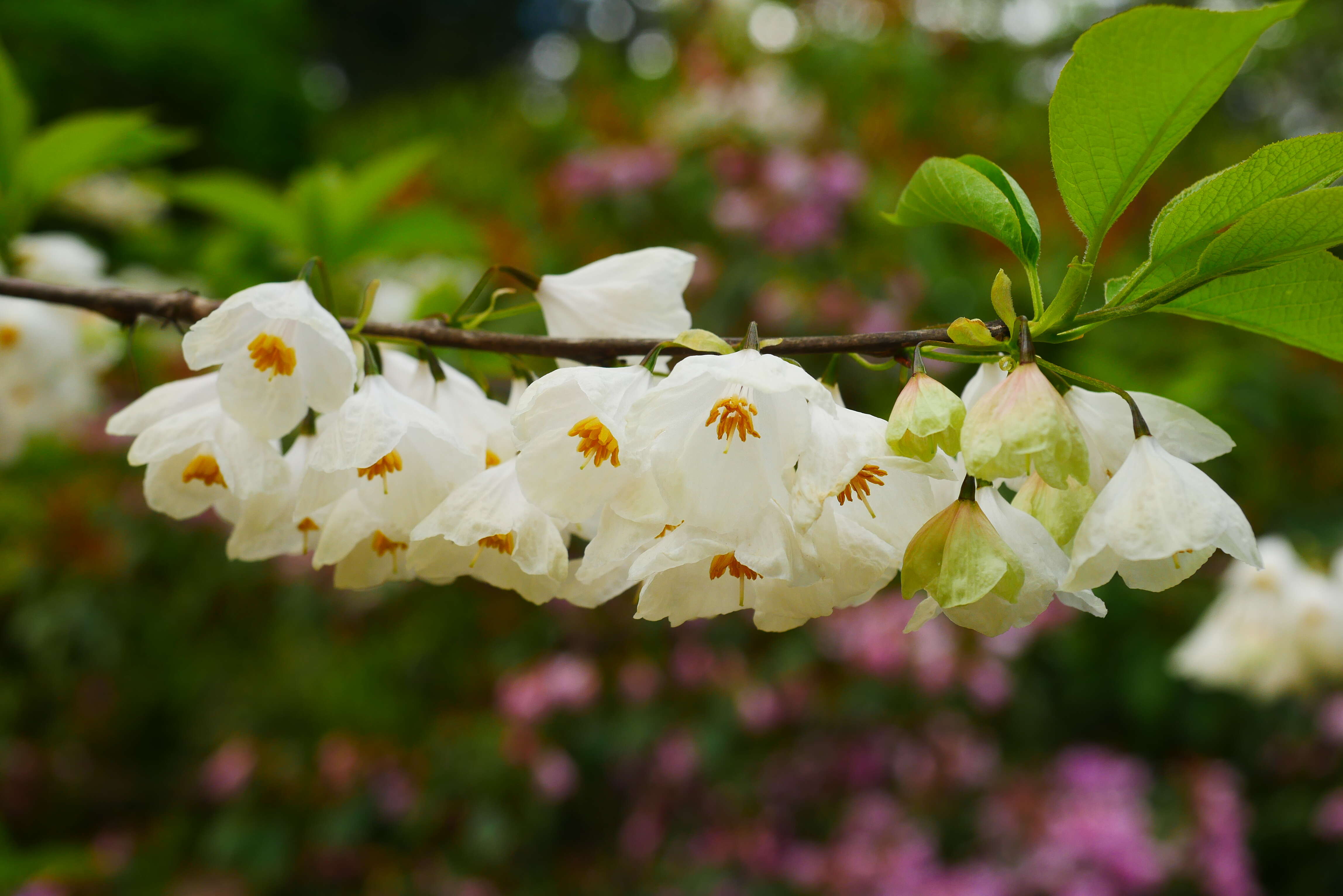 Imagem de Halesia carolina L.