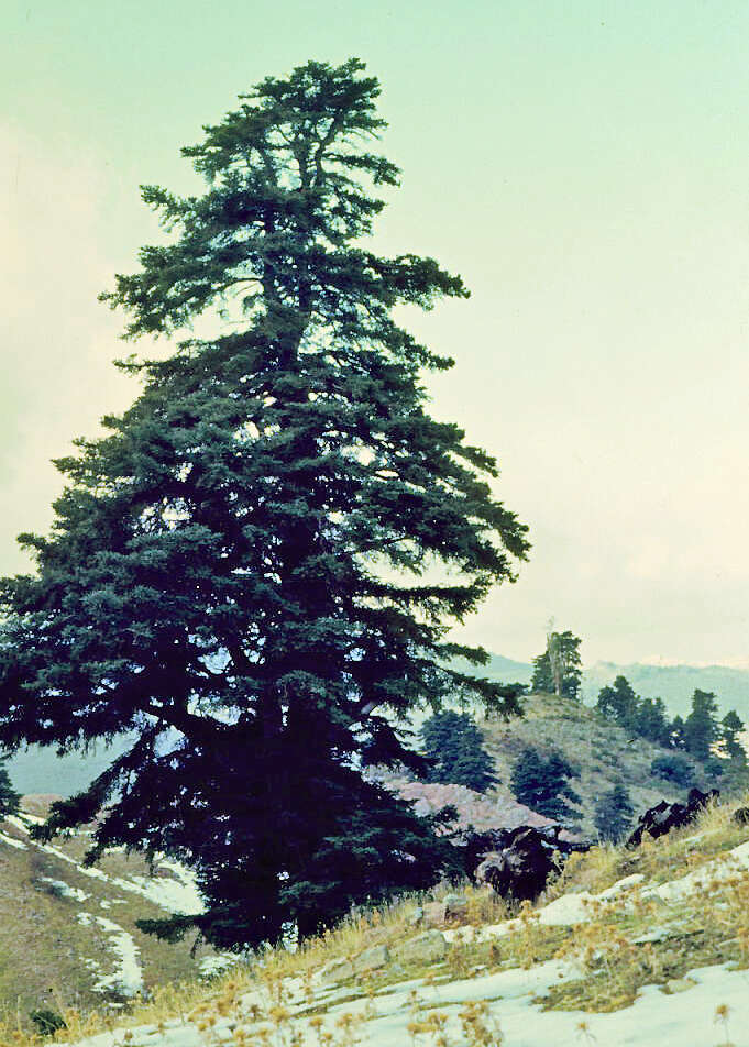 Image of Spanish Fir