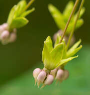 Слика од Asclepias exaltata L.