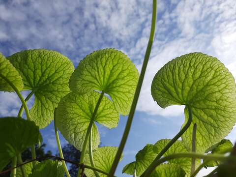 Image of Centella