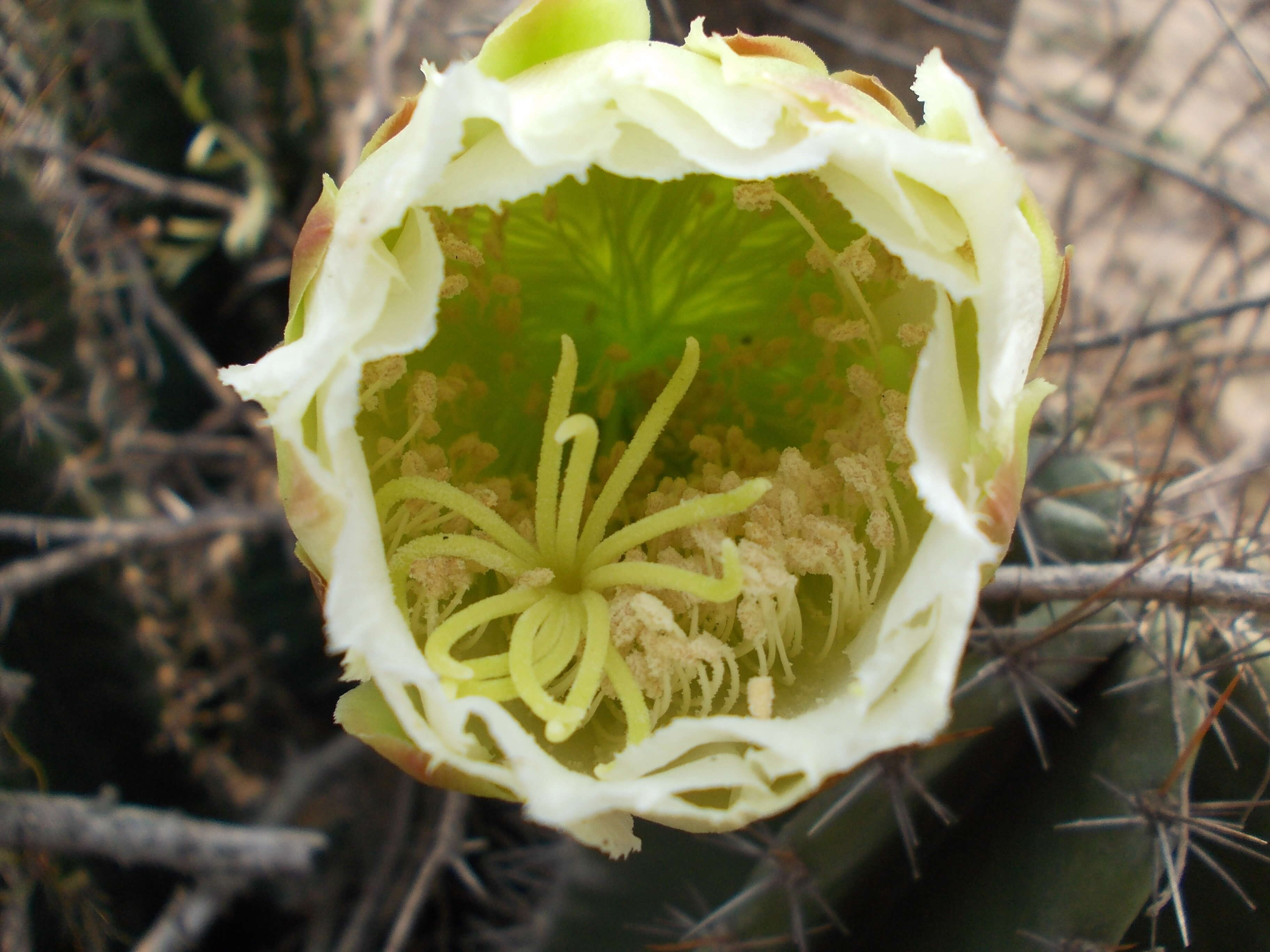 Image of Lady of the Night Cactus