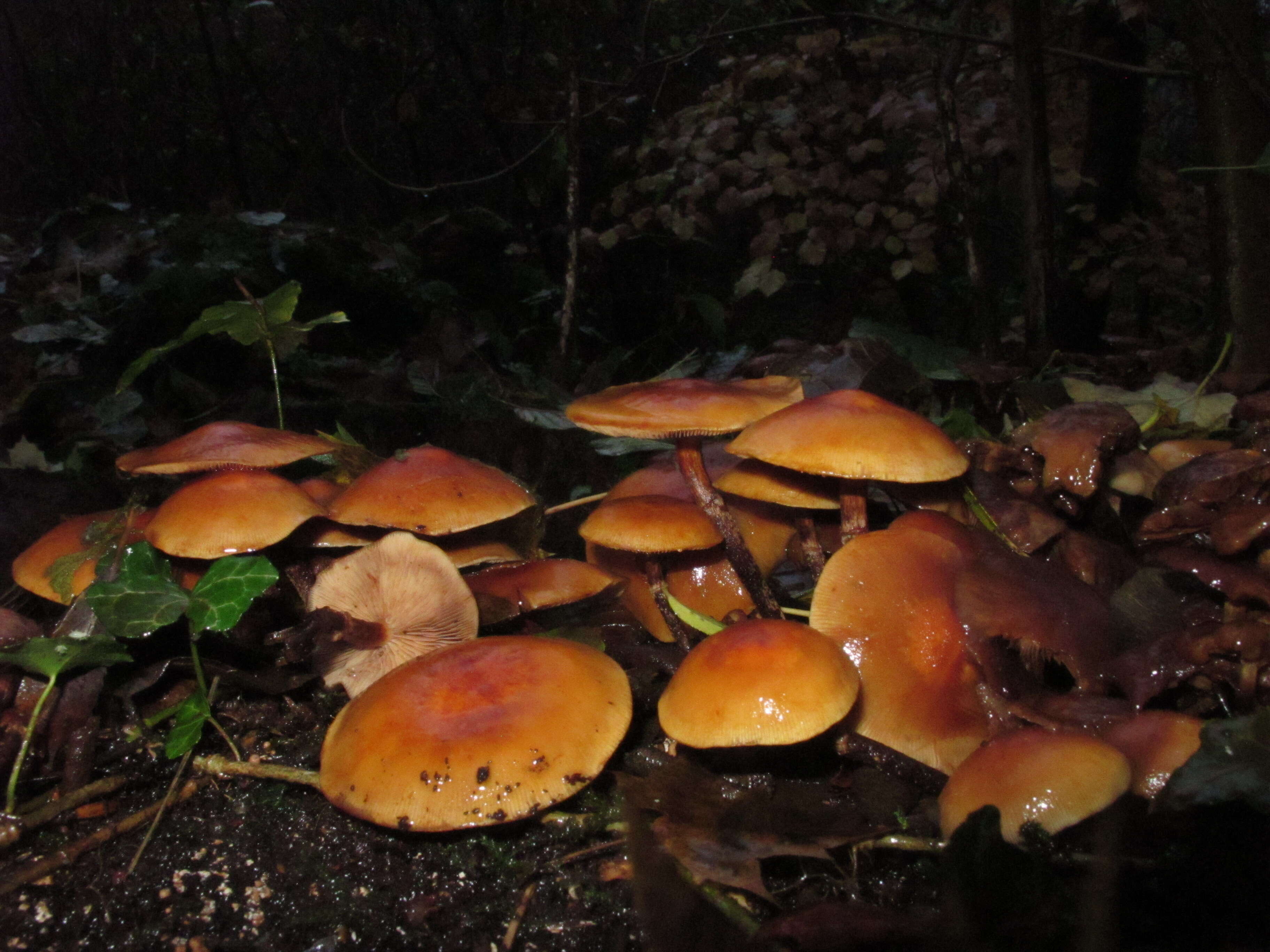 Imagem de Kuehneromyces mutabilis (Schaeff.) Singer & A. H. Sm. 1946