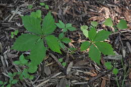 Image of Virginia creeper