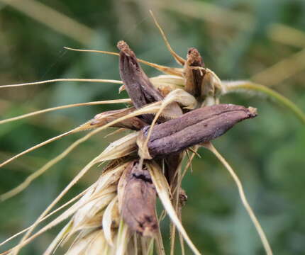 Image of Ergot