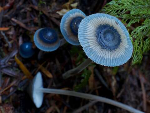 Image of Mycena amicta (Fr.) Quél. 1872