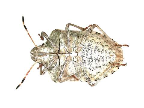 Image of Vernal Shieldbug