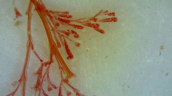 Image of bushy wineglass hydroids