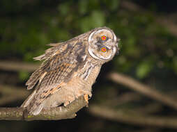 Image of Long-eared Owl