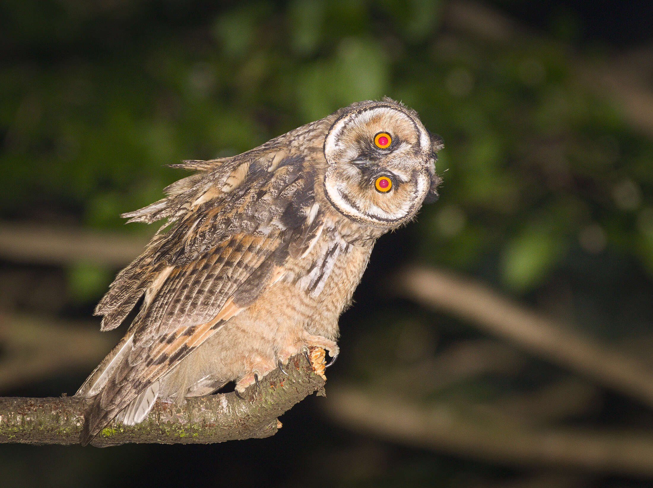 Image of Long-eared Owl