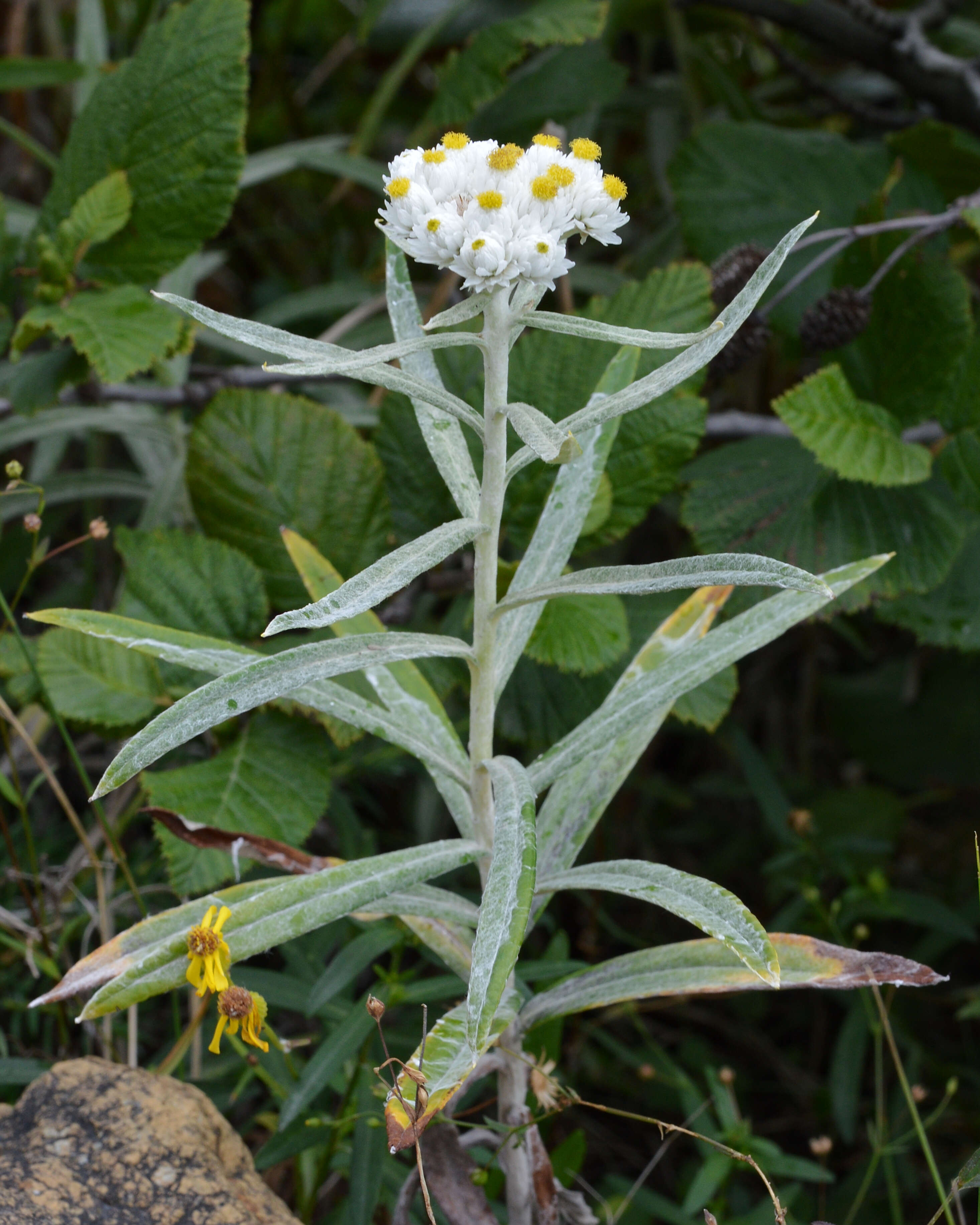 Image of Pearly Everlasting